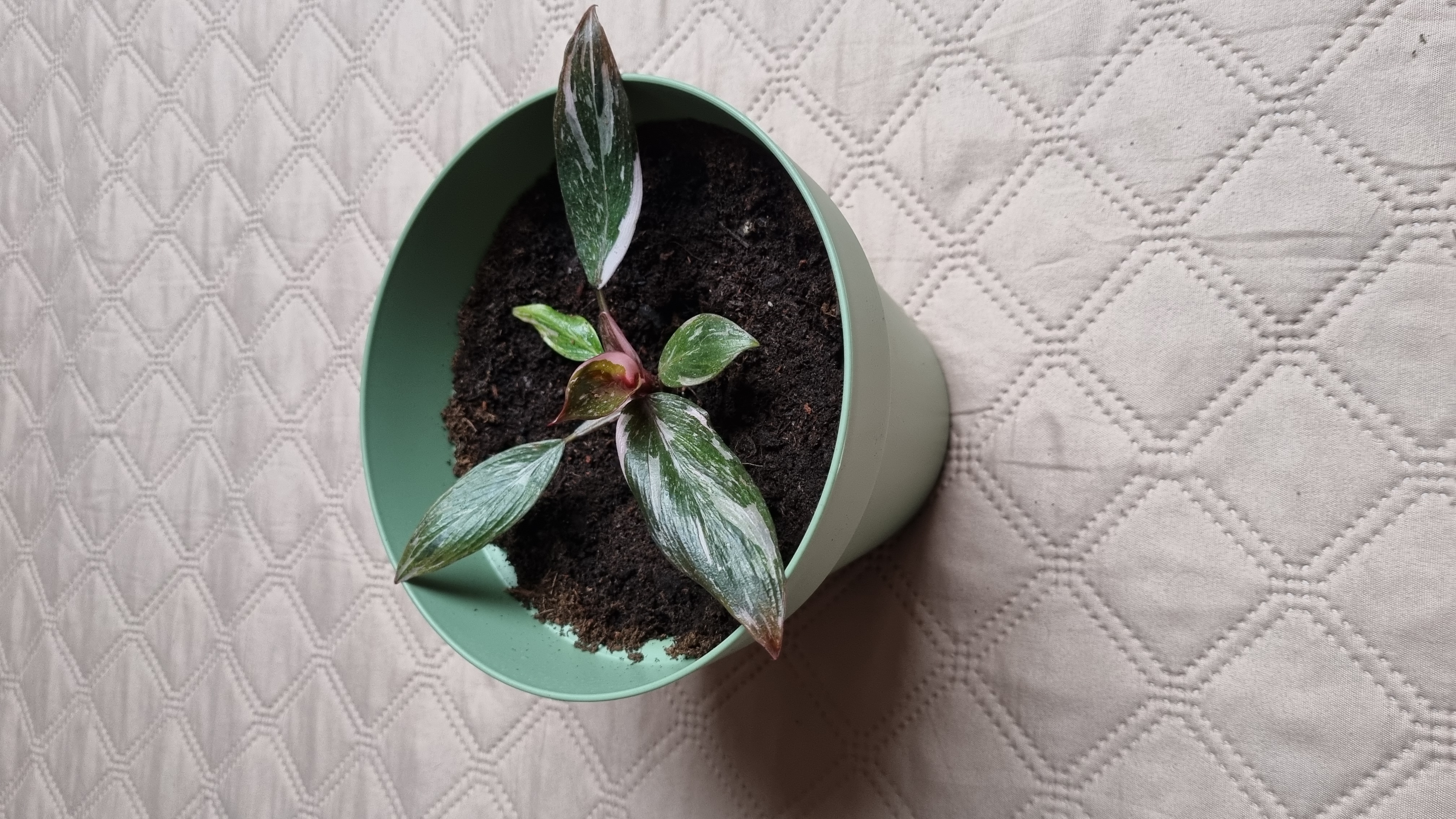 Pink Princess Philodendron